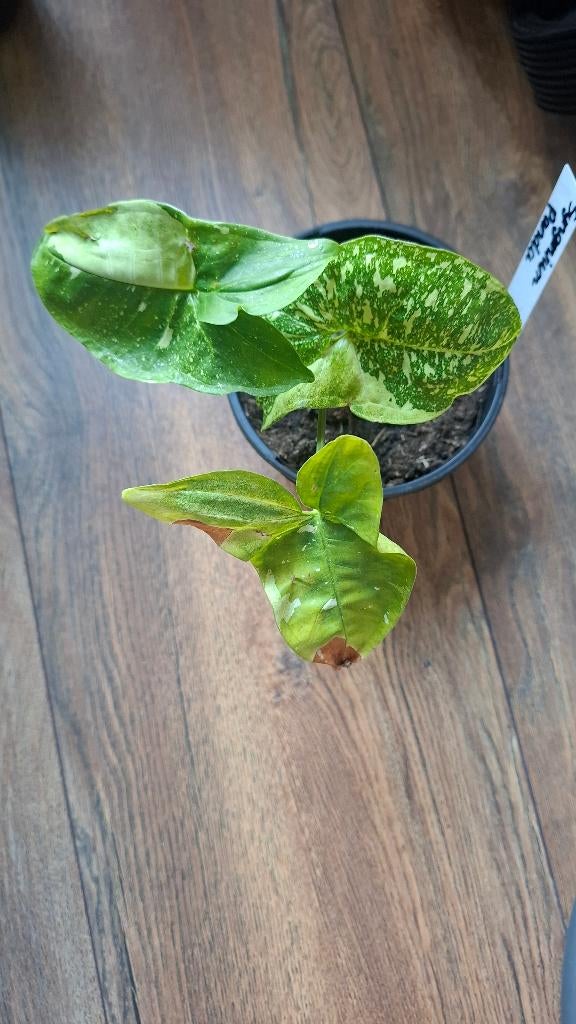 Syngonium Panda, Overige soorten, Minder dan 100 cm, Groene kamerplant, Halfschaduw