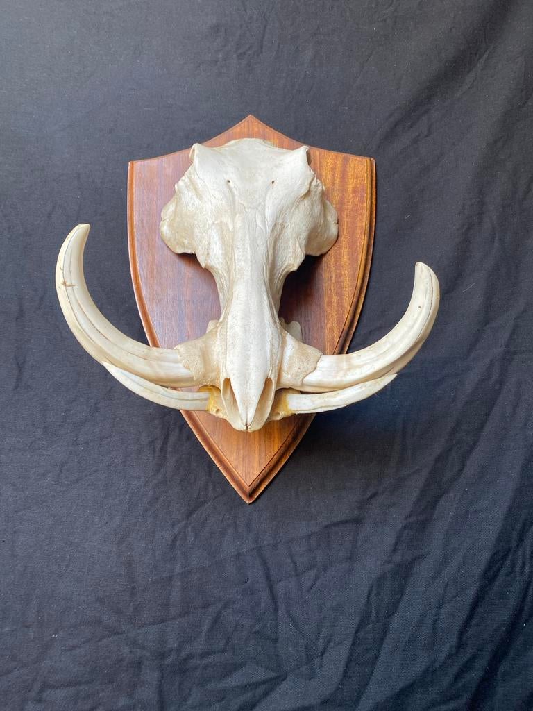 Wrattenzwijn schedel op houten plank, Verzamelen, Ophalen of Verzenden, Gebruikt, Wild dier, Schedel