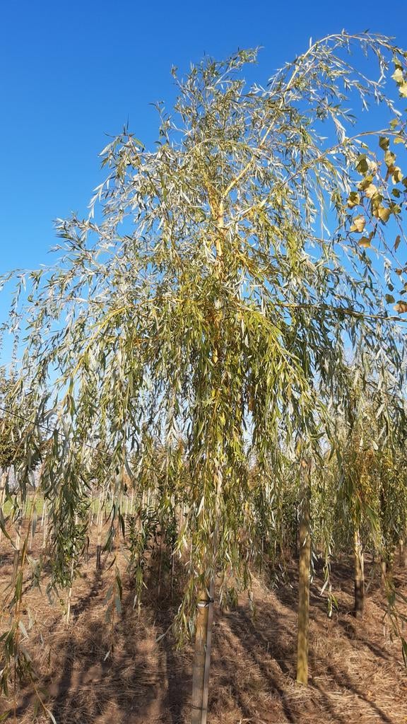 Prachtige Treurboom voor uw tuin! (Salix sepulcralis), Tuin en Terras, Planten | Bomen, Bloeit niet, Treurboom, 400 cm of meer