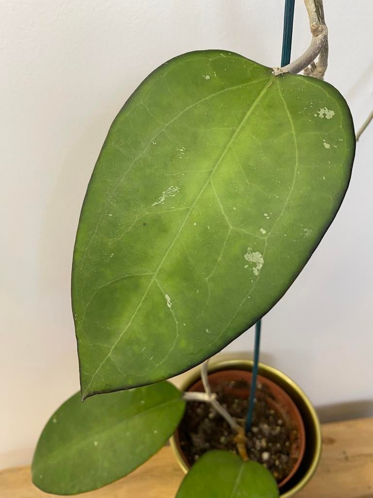 Hoya Puom Siam Ruby (PMP 176) #1, Huis en Inrichting, Kamerplanten, Ophalen of Verzenden, Halfschaduw, Minder dan 100 cm