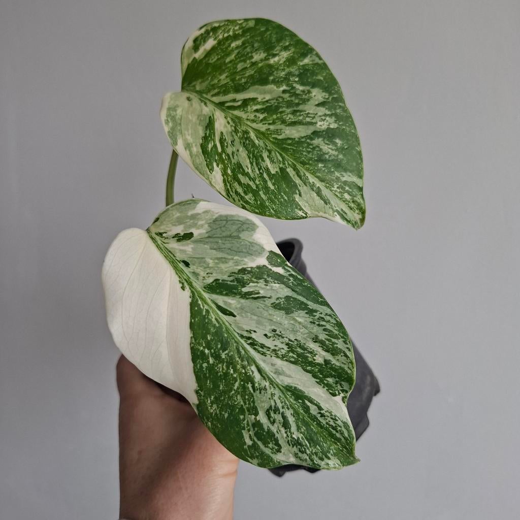 Monstera albo variegata plant, Ophalen of Verzenden, Halfschaduw, Minder dan 100 cm