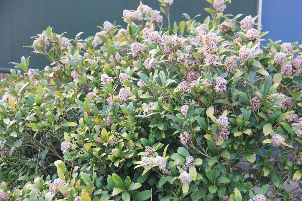 Skimmia japonica rubella, Tuin en Terras, Volle zon, Vaste plant, Lente, Ophalen