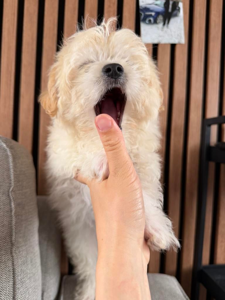 Maltipoo pups, Dieren en Toebehoren, Parvo, Particulier, Overige rassen, 8 tot 15 weken