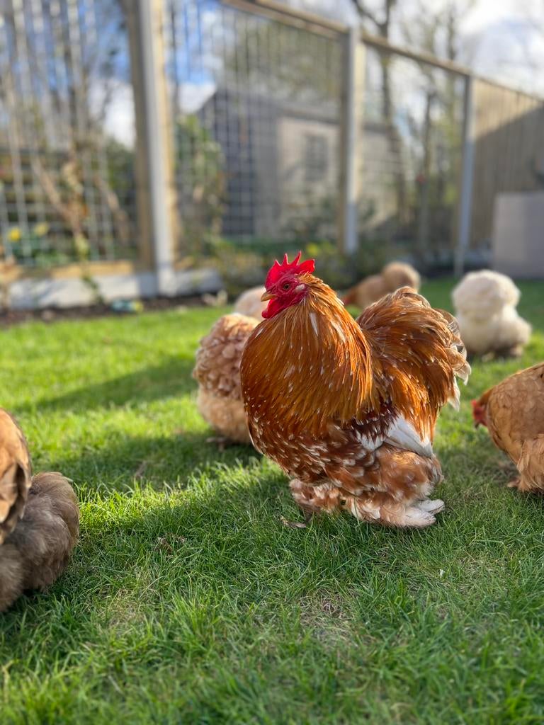 Broedeieren te koop, Geslacht onbekend, Kip