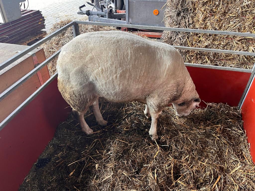 Gekeurde Swifter dekram, Dieren en Toebehoren, Schapen, Geiten en Varkens, Mannelijk, Schaap