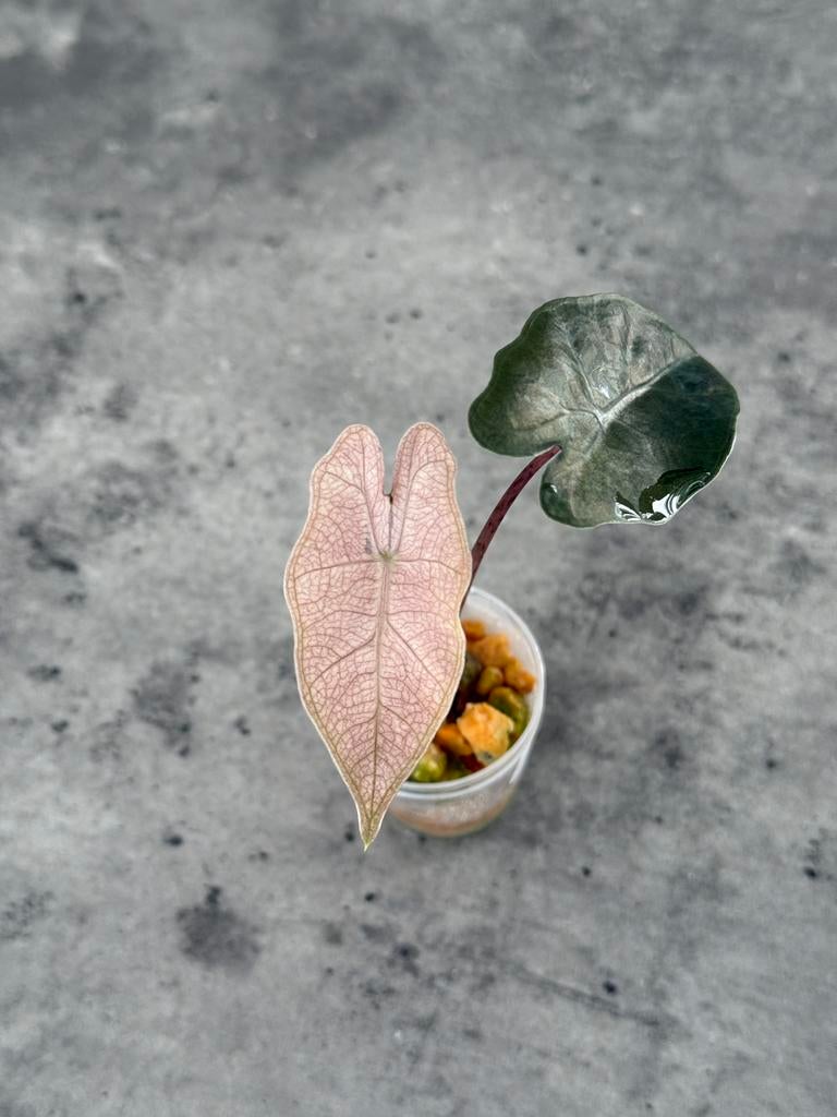 Alocasia Pseudosanderiana pink variegata, Huis en Inrichting, Kamerplanten, Ophalen of Verzenden, Halfschaduw, Minder dan 100 cm