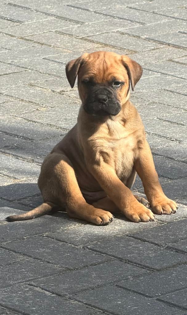 Prachtige Bullmastiff pups te koop, Overige rassen, 8 tot 15 weken, Parvo, Meerdere