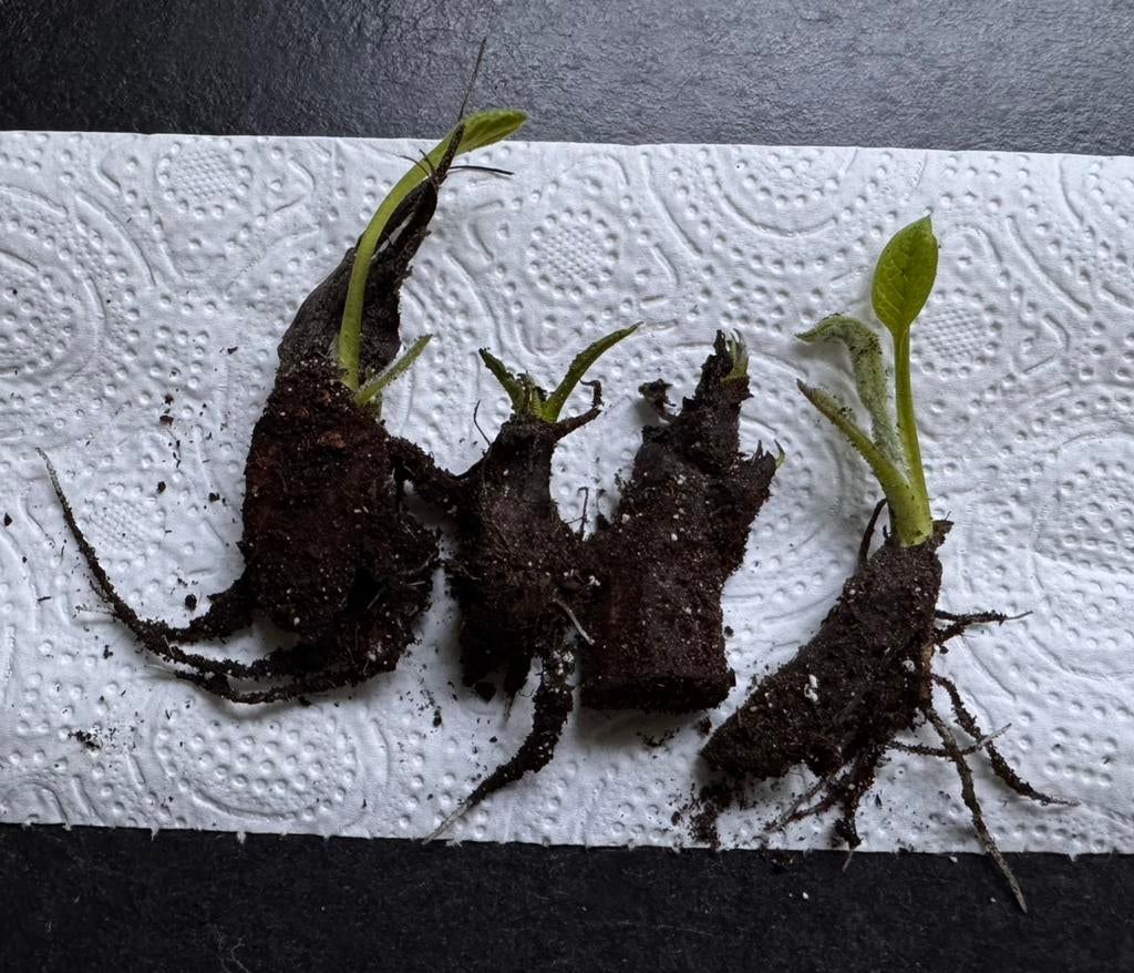 4 wortelstekken smeerwortel bocking 14, Tuin en Terras, Planten | Tuinplanten, Ophalen of Verzenden, Vaste plant, Overige soorten