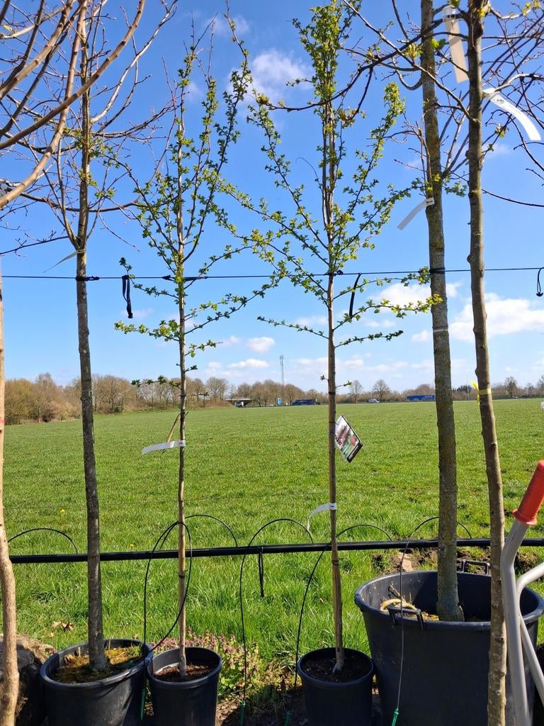 Rode meidoorn boom in pot, crataegus laevigata pauls scarlet, Ophalen of Verzenden, Lente, 250 tot 400 cm, Volle zon