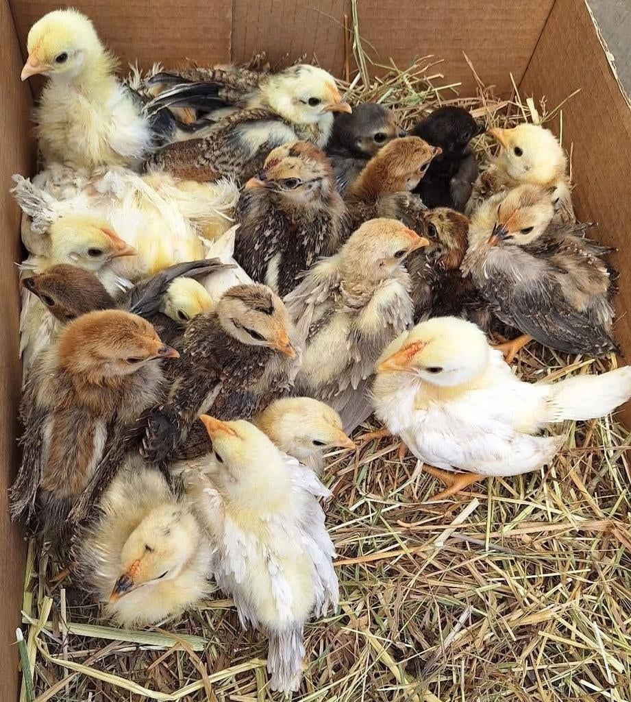 Ayam Serama kuikens. 10 krul, 8 gladde en 5 zijdevederige., Dieren en Toebehoren, Pluimvee, Meerdere dieren, Kip