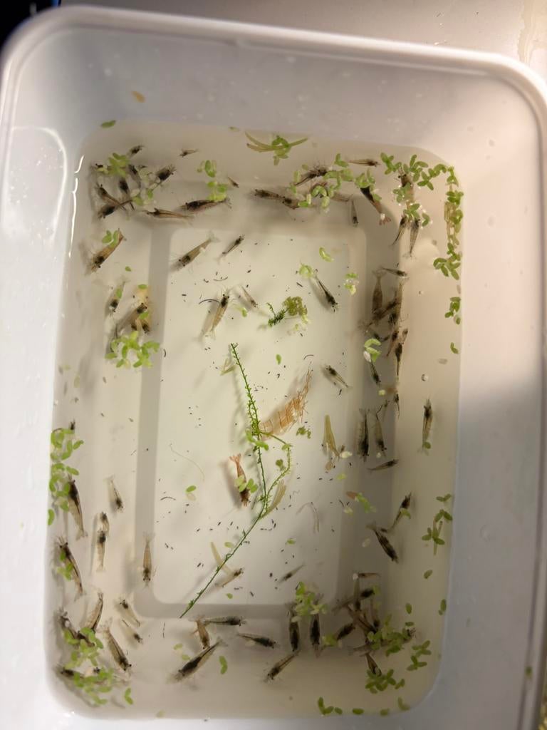 Neocaridina Wild kleur, Kreeft, Krab of Garnaal