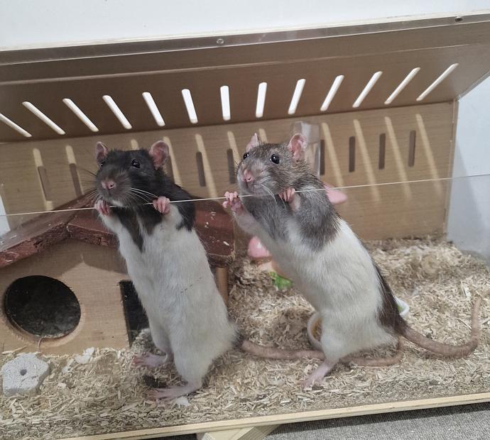 NOODKREET: 2 tamme ratjes + GRATIS luxe kooi (€150), September, Mannelijk, Rat