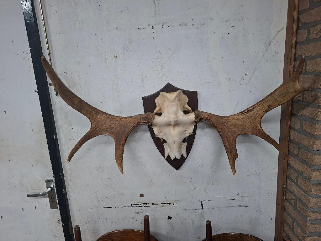 eland gewei met schedel, Verzamelen, Dierenverzamelingen, Ophalen of Verzenden, Zo goed als nieuw, Wild dier, Gewei of Kop