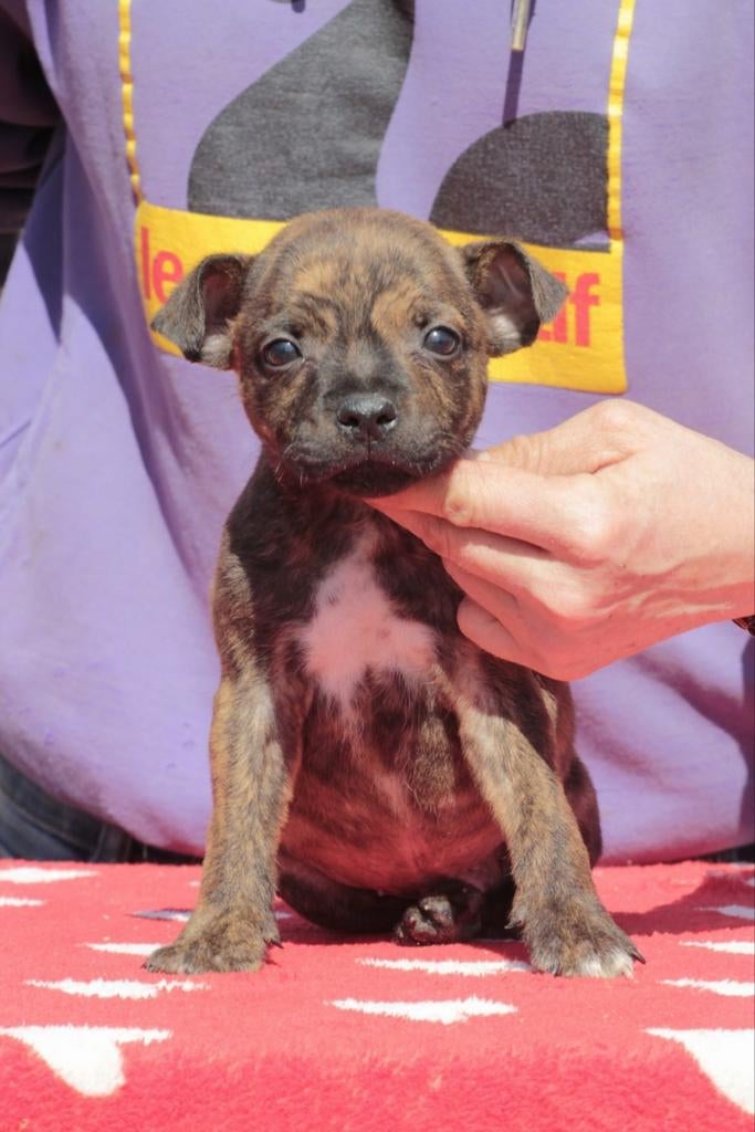 Staffordshire bull terriër reutjes beschikbaar, Dieren en Toebehoren, Honden | Jack Russells en Terriërs, Particulier, 15 weken tot 1 jaar