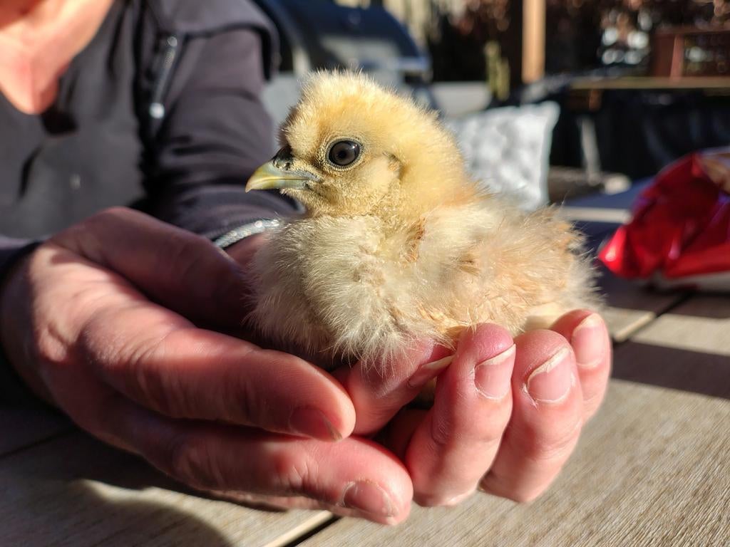 Zijdehoen kriel kuikentjes net uit het ei!, Dieren en Toebehoren, Pluimvee, Kip, Geslacht onbekend