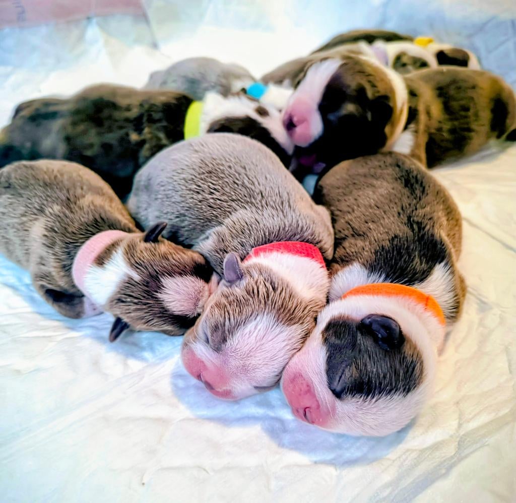 Boston Terriër Pups, Parvo, Particulier, Overige rassen, 8 tot 15 weken