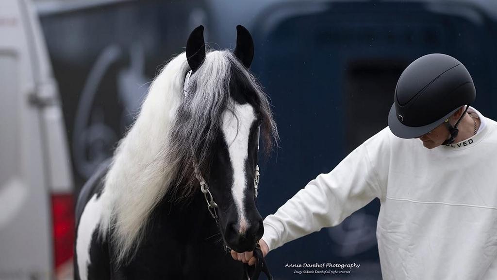 Mooie bonte hengst, Dieren en Toebehoren, Hengst