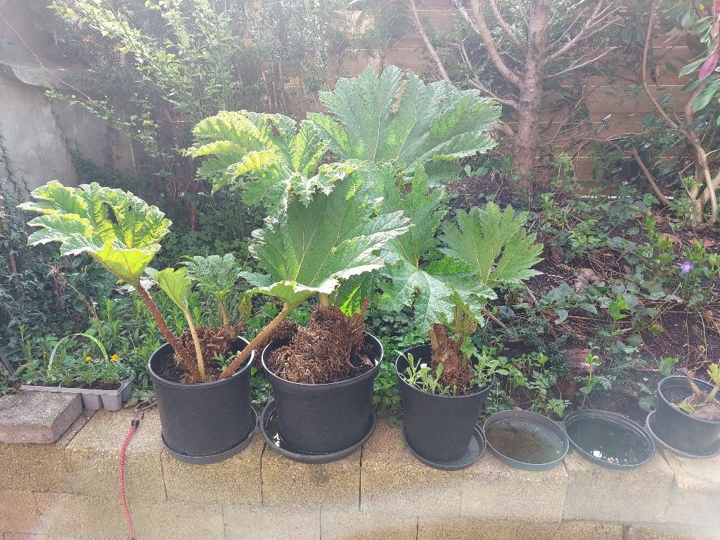 gunnera, Vaste plant, Halfschaduw, Zomer, Ophalen