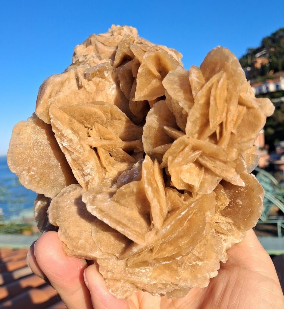 Woestijnroos (17 cm x 16 cm x 12 cm), Ophalen of Verzenden