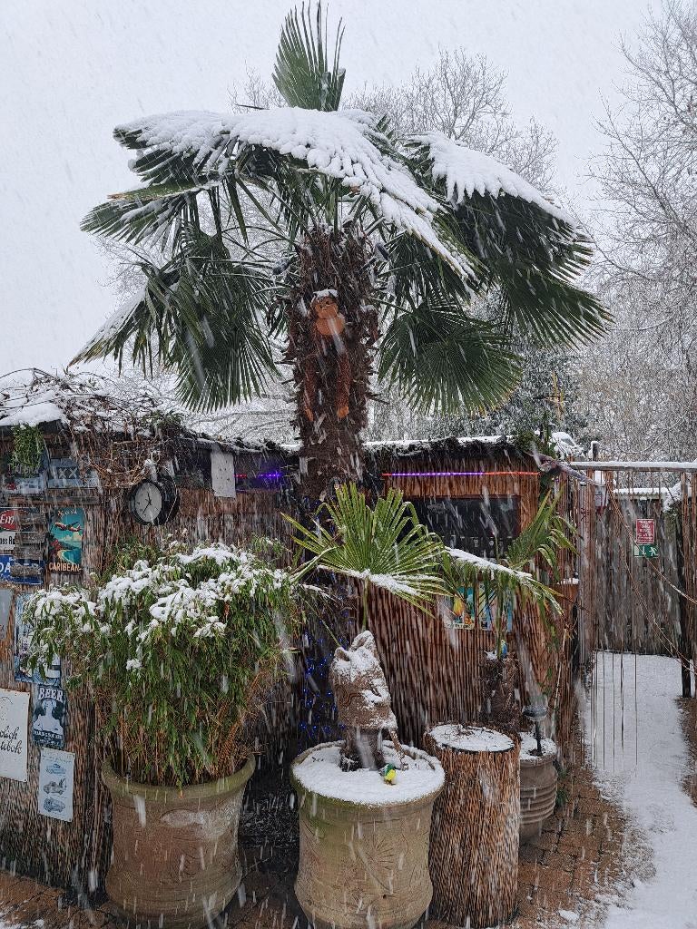 Trachycarpus fortunei palmboom, Volle zon, Vaste plant, Zomer, Ophalen