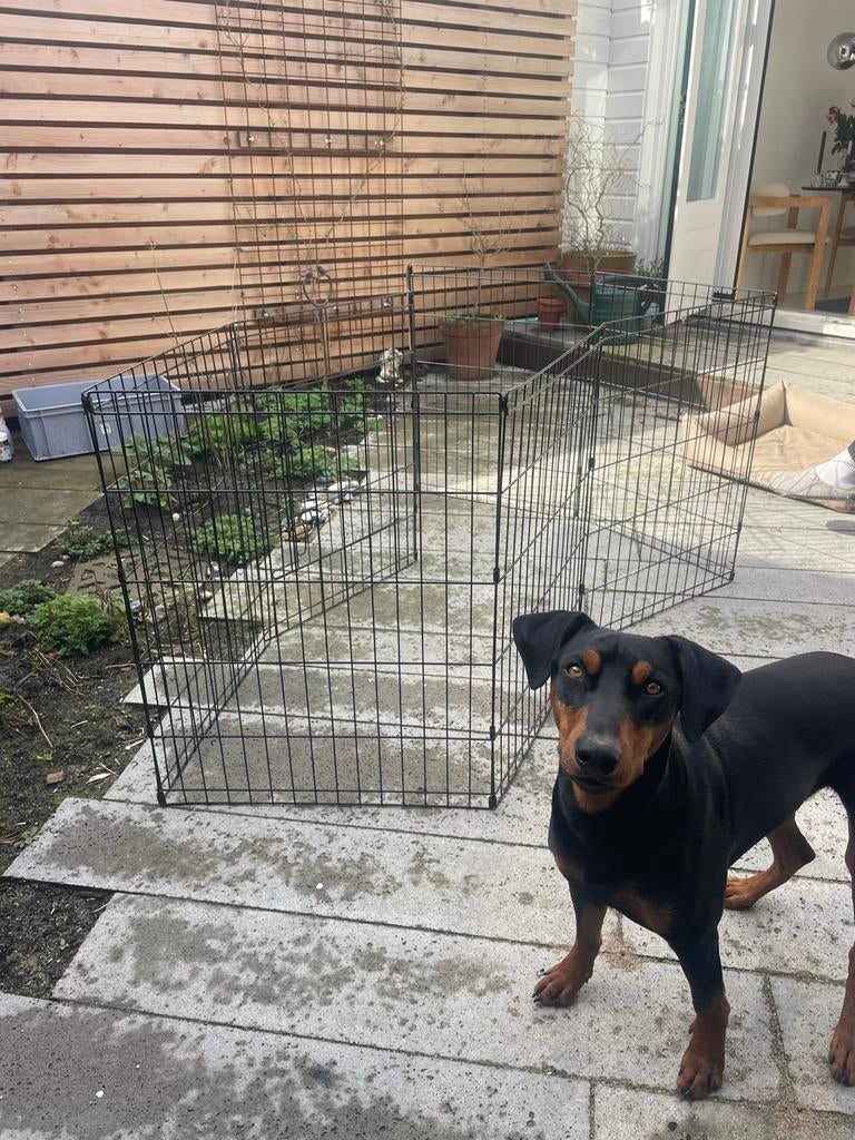 Puppyren, Ophalen of Verzenden