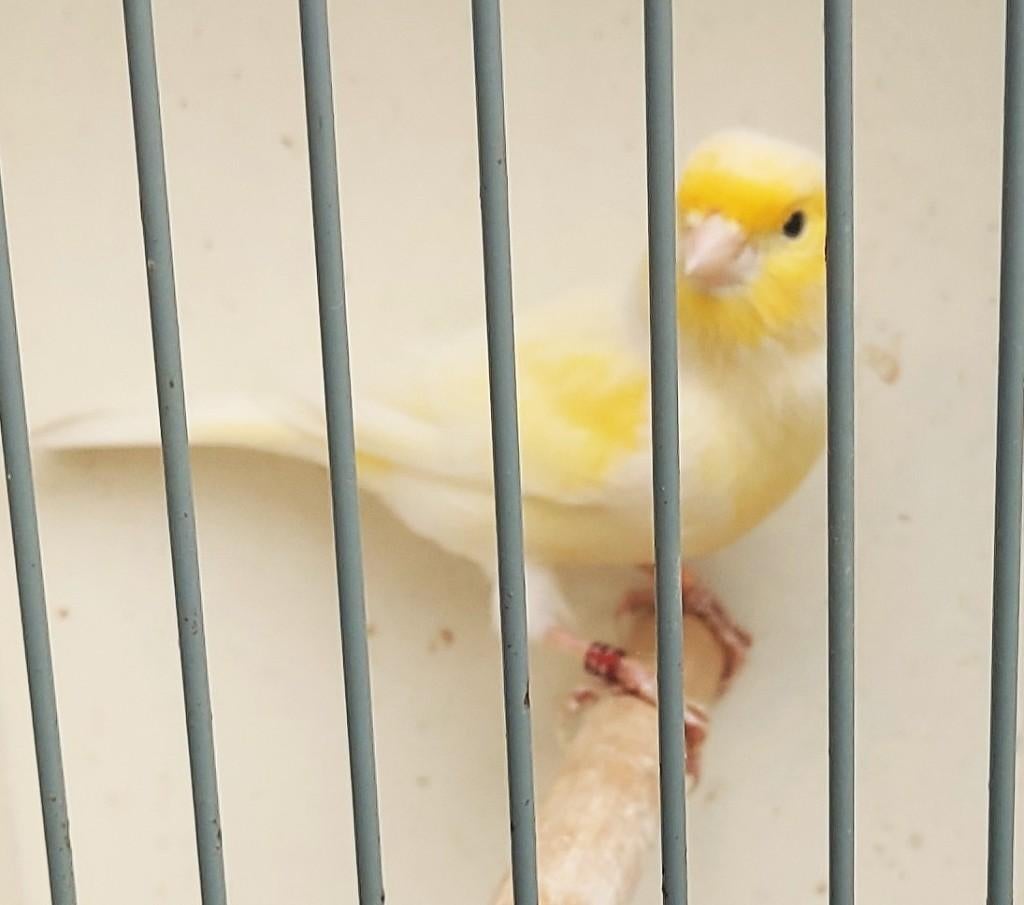 kanarie mozaik man, Dieren en Toebehoren, Vogels | Kanaries, Mannelijk, Kleurkanarie