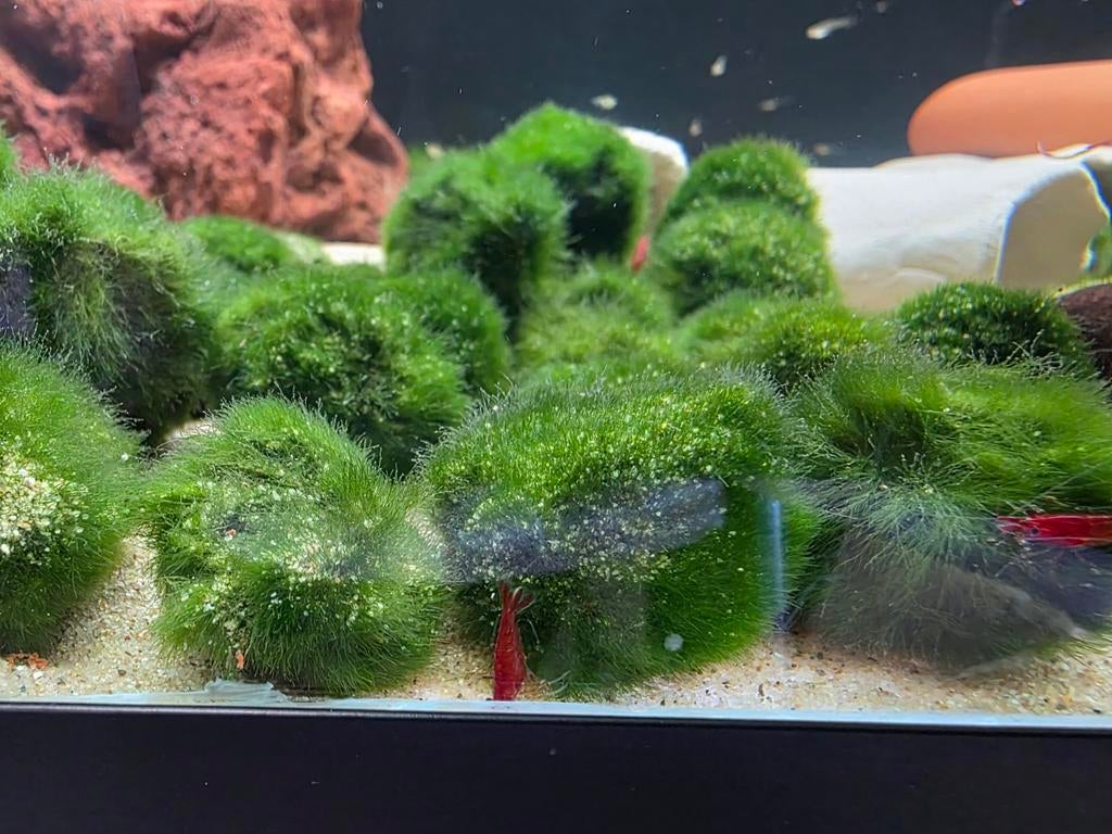 Chladoflora mosbal! Nu 10 voor €10, Dieren en Toebehoren, Vissen | Aquaria en Toebehoren, Plant(en), Steen of Hout, Ophalen