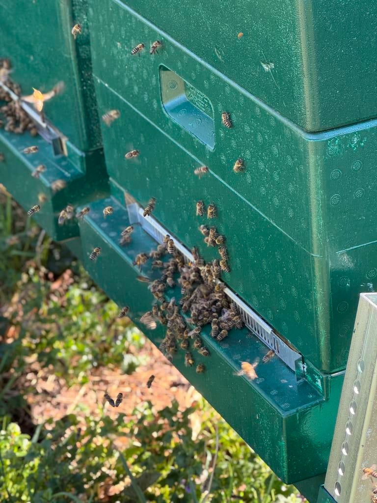 Bijenvolk koningin 2025, Dieren en Toebehoren, Bijen