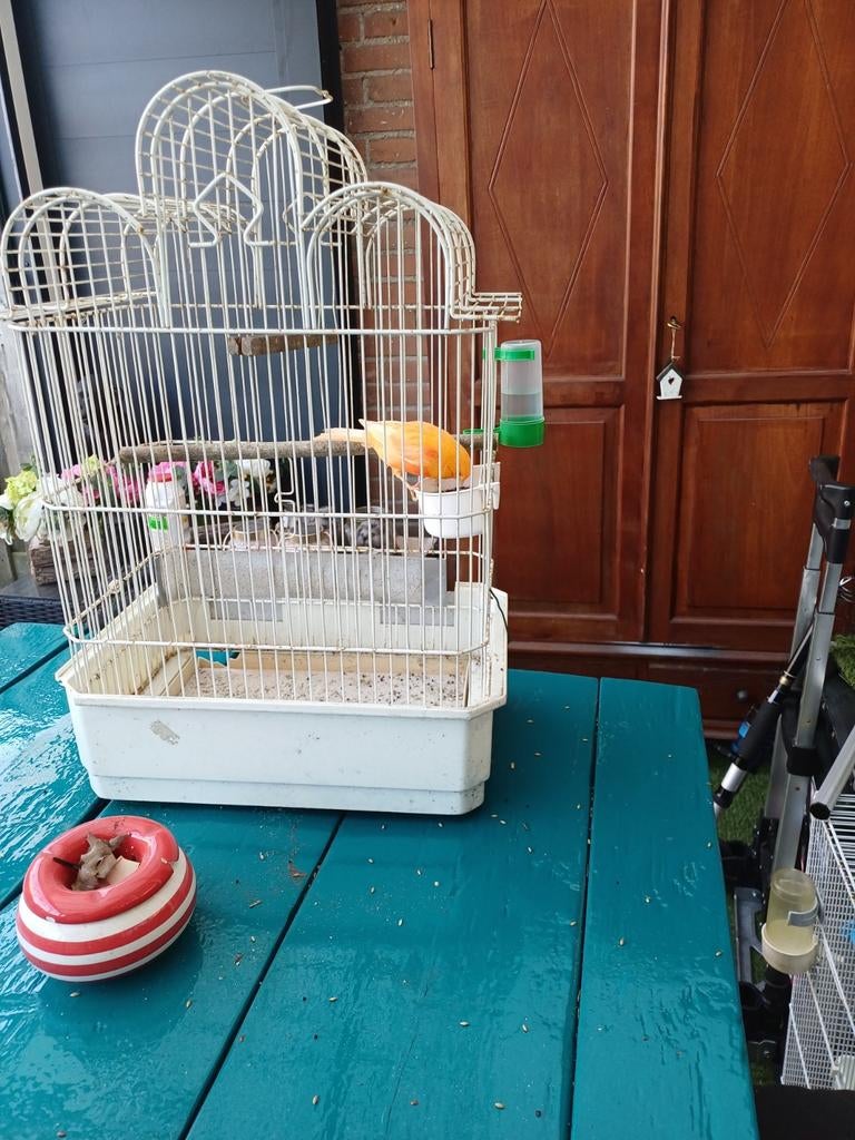 Kanarieman, Dieren en Toebehoren, Vogels | Hokken en Kooien, Ophalen of Verzenden, Zo goed als nieuw, Metaal, Volière