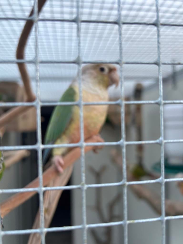 10 pyrrhura, Meerdere dieren