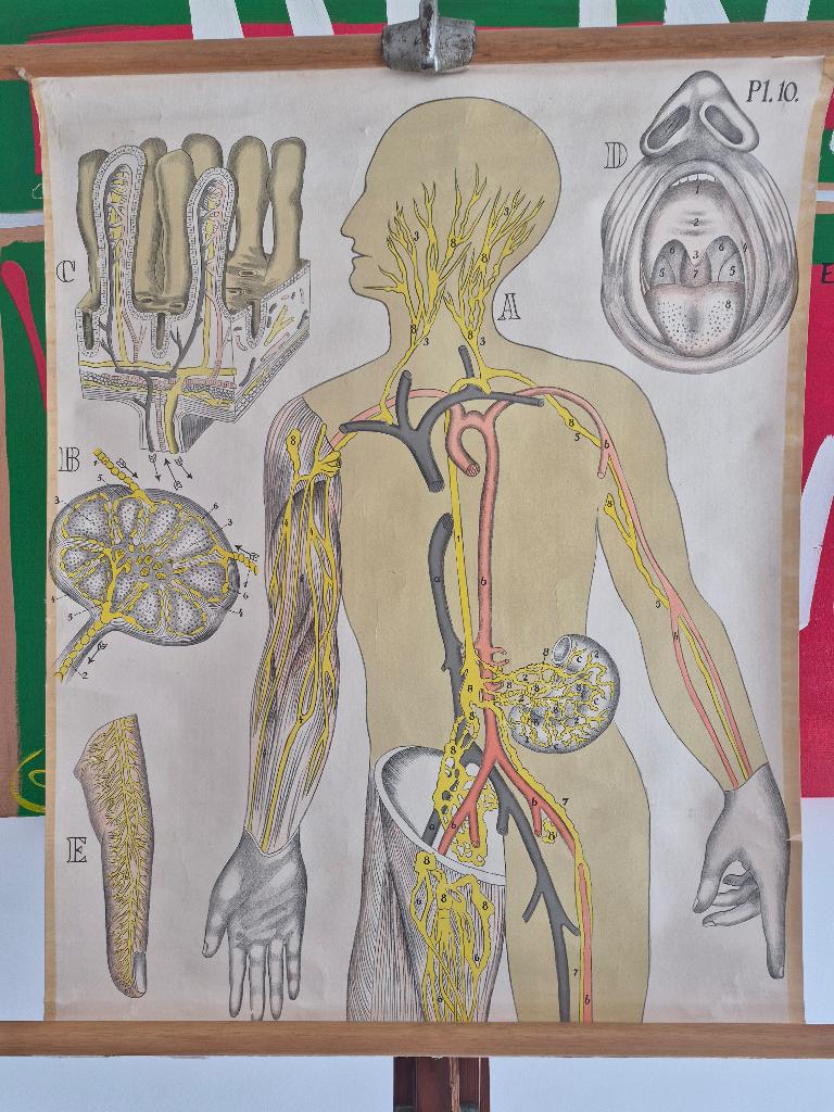 Mooie schoolkaart over anatomie, Ophalen of Verzenden, Natuur en Biologie