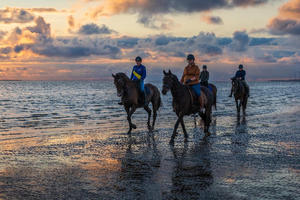 Enjoy; wil jij leren van deze enthousiaste brave topper?!, Verzorging of Verzorgpony's