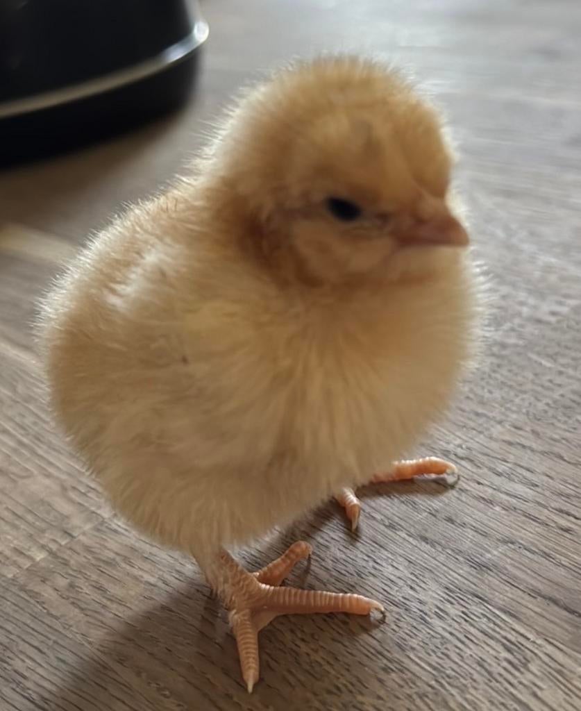 Orpington buff groot kuikens, Dieren en Toebehoren, Pluimvee, Kip, Geslacht onbekend