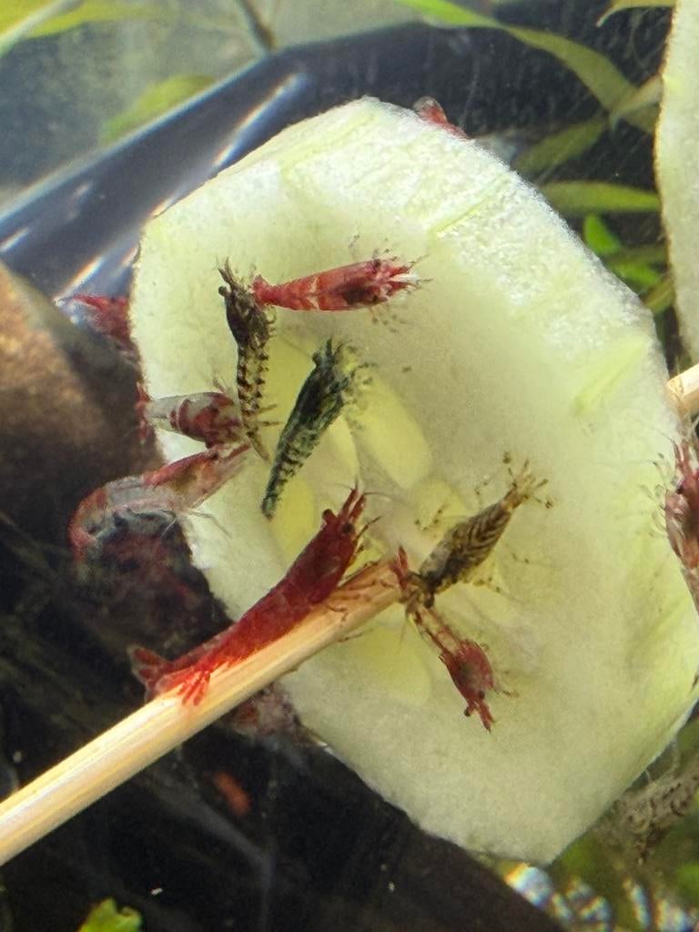 Eigen kweek Rilli en Neocardina garnalen., Dieren en Toebehoren, Vissen | Aquariumvissen, Kreeft, Krab of Garnaal, Zoetwatervis