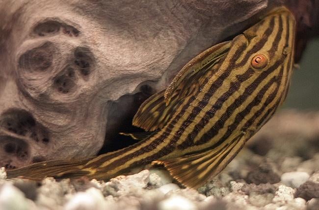 L-Nummers: L027 Panaque armbrusteri Tapajos, Dieren en Toebehoren, Vis, Zoetwatervis