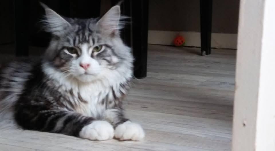 Er zijn 3 Maine-coon kittens geboren, Dieren en Toebehoren, Meerdere dieren, Met stamboom