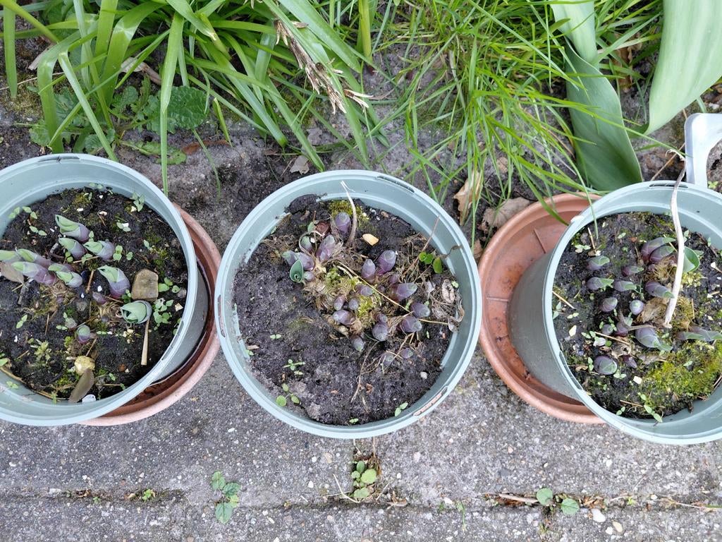 Hosta, Tuin en Terras, Planten | Tuinplanten, Ophalen