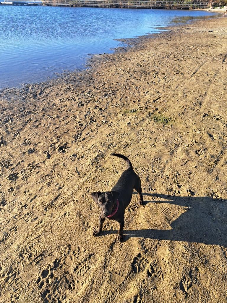 Honden oppas, Ophalen of Verzenden