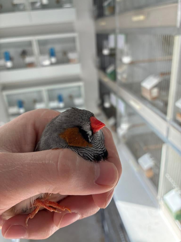 5-0 grijze zebravinken, Dieren en Toebehoren, Vogels | Overige Vogels, Meerdere dieren