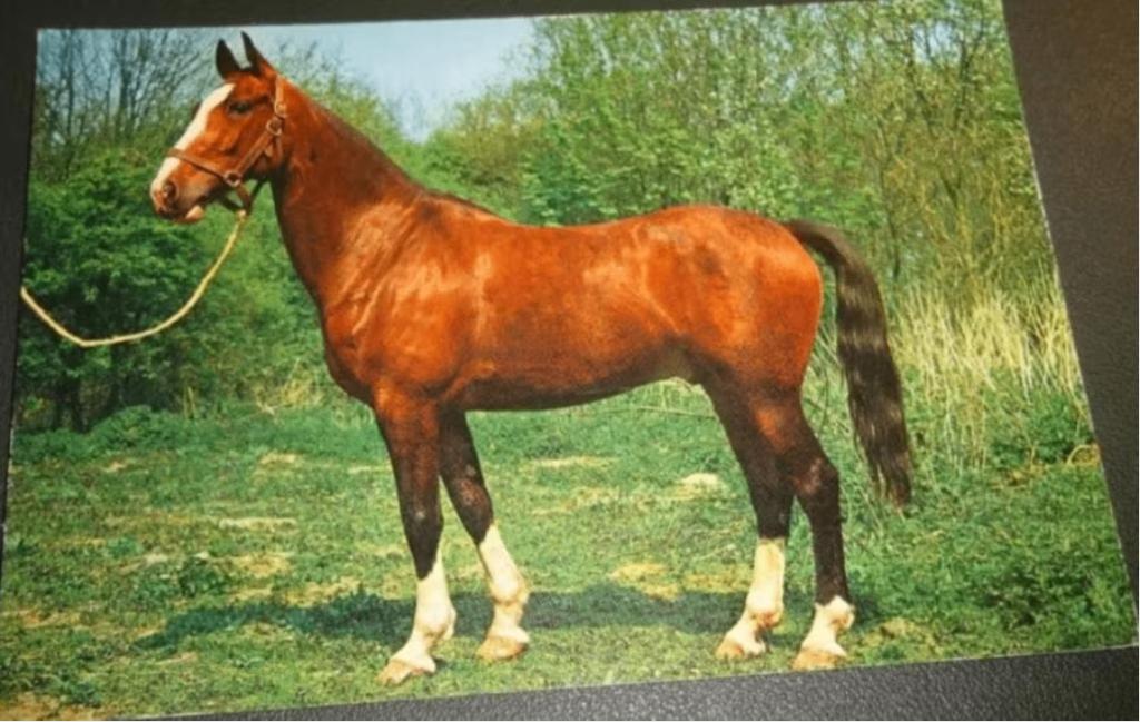 Paard - Wat ben ik mooi!, Verzamelen, Verzenden, 1980 tot heden, Ongelopen, Paard