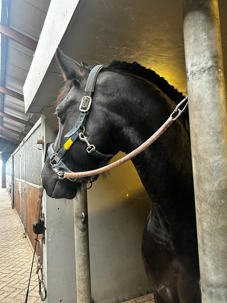 Topkwaliteit Friese paarden aangeboden, nu ook luxe veulens!, Dieren en Toebehoren, Meerdere dieren, 0 tot 2 jaar