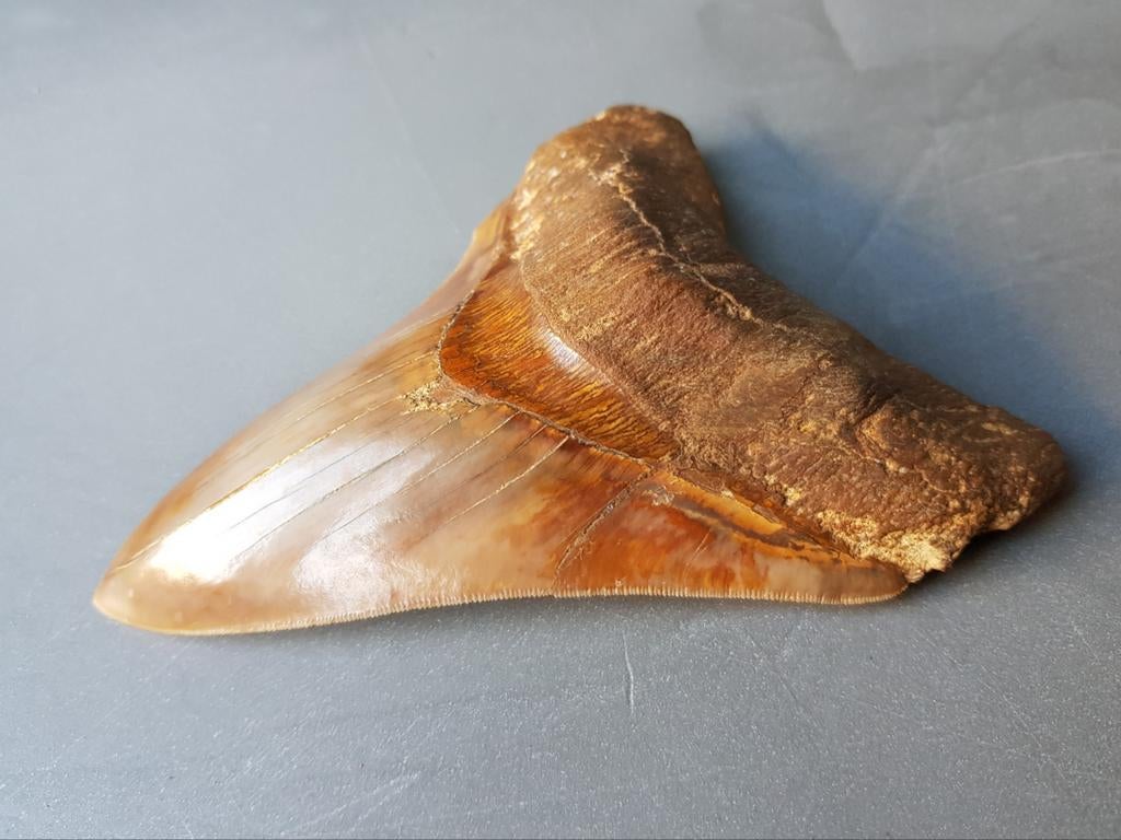 15,2cm megalodon tand, Ophalen of Verzenden, Fossiel