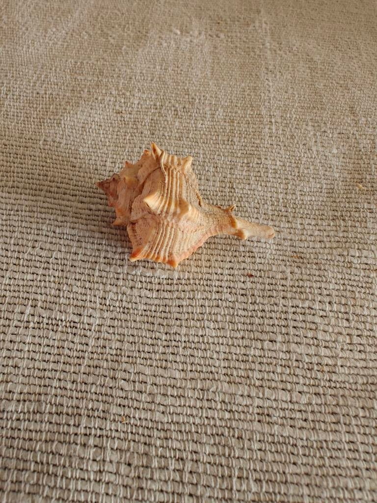 Mooie Schelp, Ophalen of Verzenden, Gebruikt