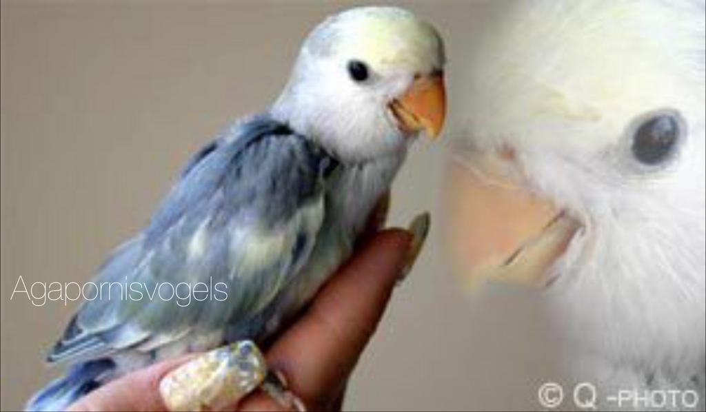 Jonge Agapornis Roseicollis / Agaporniden / Dwergpapegaaien, Dieren en Toebehoren, Vogels | Parkieten en Papegaaien, Dwergpapegaai of Agapornis