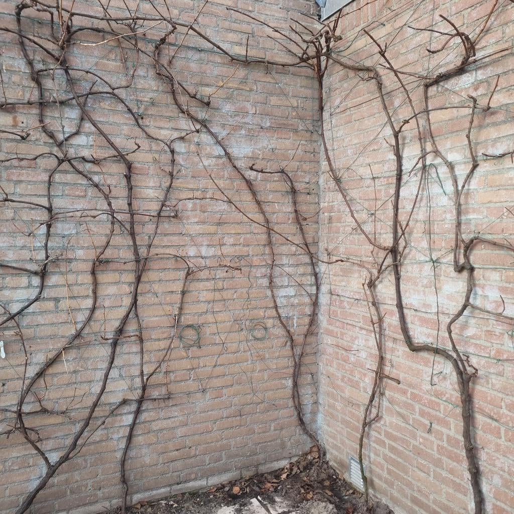 Grote blauwe druifplant. Leker wijndruit/consumptie druif, Tuin en Terras, Planten | Bomen, Ophalen, Volle zon, Overige soorten