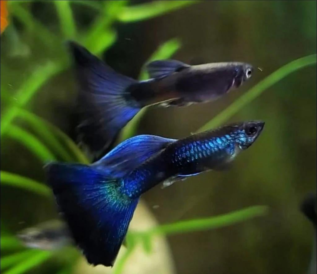 Prachtige bleu dream Moscow guppies., Vis