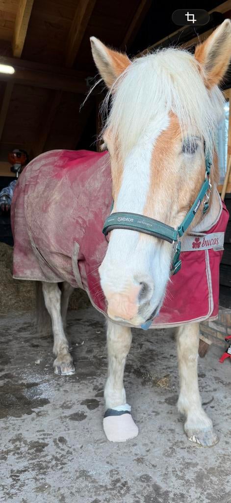 Bucas 300 grams deken rood maat 198, Dieren en Toebehoren, Paarden en Pony's | Dekens en Dekjes, Ophalen of Verzenden