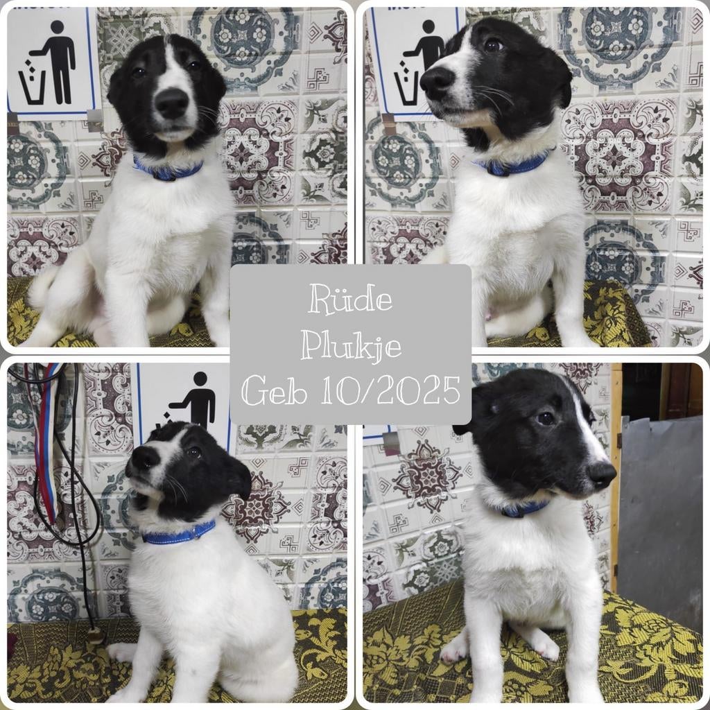 Pups zoeken een thuis, asielhondje, Particulier, 15 weken tot 1 jaar, Overige rassen, Buitenland