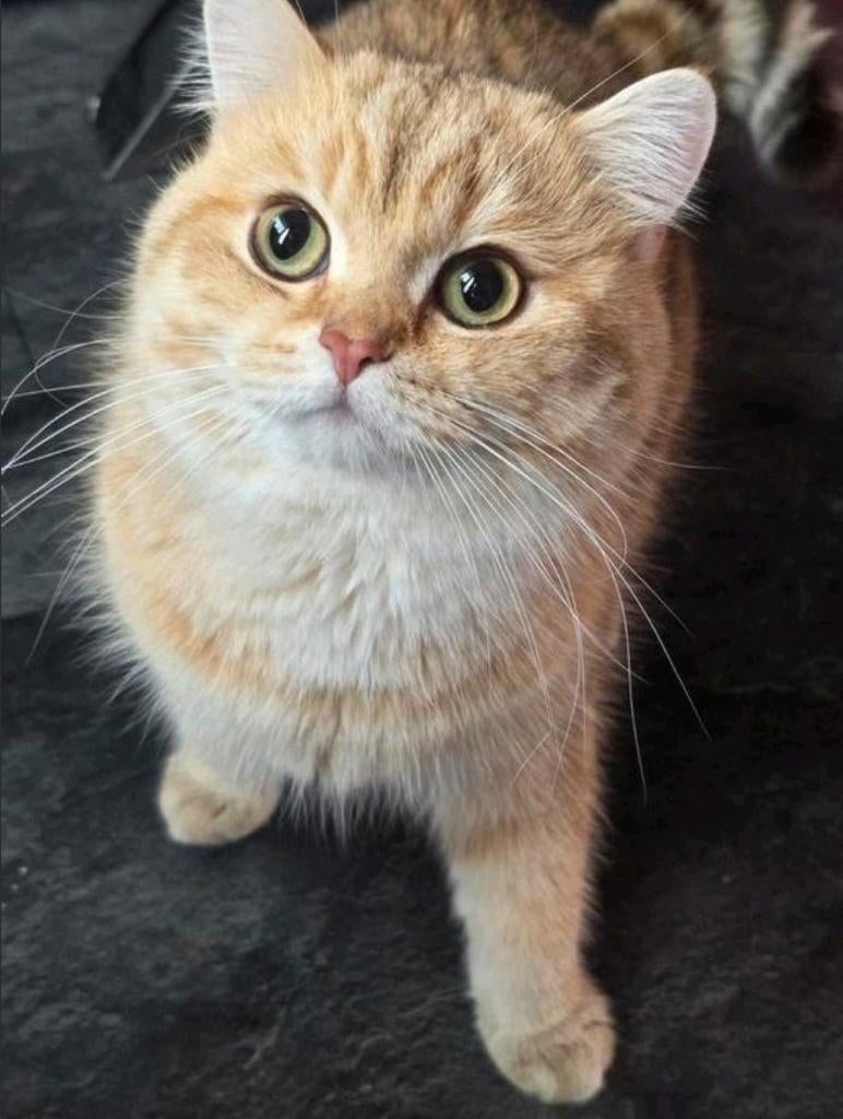 🐈 Britse Korthaar Dekkater | Black Golden | Ervaren, Dieren en Toebehoren, 0 tot 2 jaar