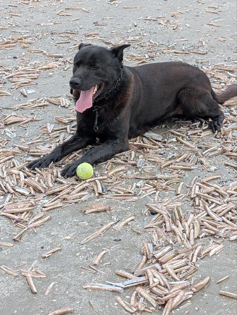 Te koop Hollandse herder, Reu, Eén hond, 3 tot 5 jaar, Herder